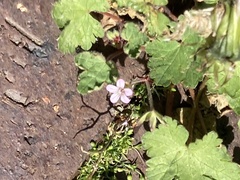 Geranium rotundifolium