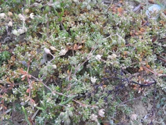 Frankenia pulverulenta