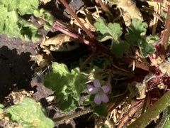 Geranium rotundifolium