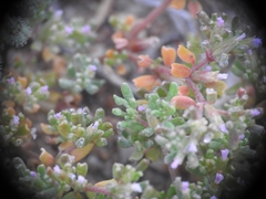 Frankenia pulverulenta