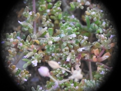 Frankenia pulverulenta