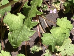 Geranium rotundifolium