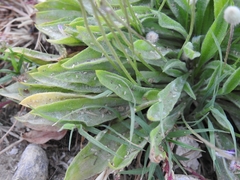Plantago lagopus