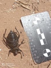 Coleoptera