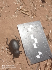 Coleoptera