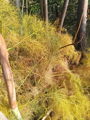 Ferula communis
