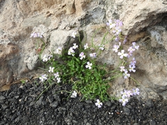 Malcolmia flexuosa