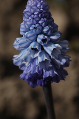 Muscari azureum