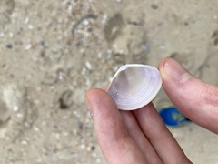 Austromactra contraria