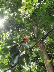 Garcinia gummi-gutta