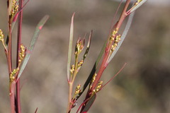 Acacia betchei