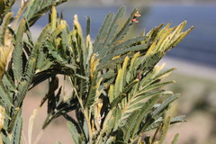 Acacia deanei