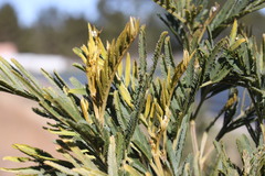 Acacia deanei
