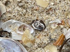 Patelloida latistrigata