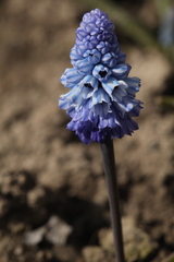 Muscari azureum