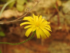 Hypochaeris achyrophorus