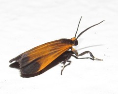 Lycomorphodes