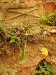 Hypochaeris achyrophorus