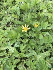 Ficaria verna