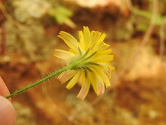 Hypochaeris achyrophorus