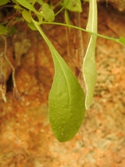 Hypochaeris achyrophorus