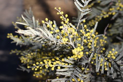 Acacia filicifolia