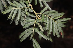 Acacia filicifolia