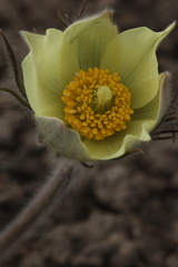 Pulsatilla orientali-sibirica
