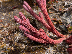 Phlegmariurus cocuyensis