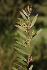 Acacia fimbriata