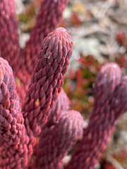 Phlegmariurus cocuyensis