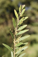 Acacia fimbriata