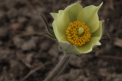 Pulsatilla orientali-sibirica