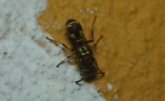 Ropalidia cyathiformis