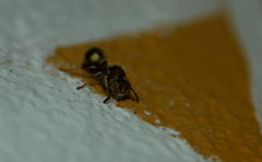 Ropalidia cyathiformis