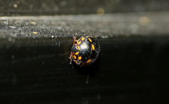 Paracopta duodecimpunctata