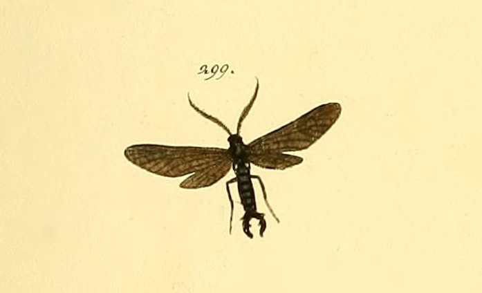 Stylura forficula