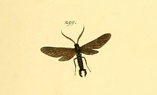 Stylura forficula