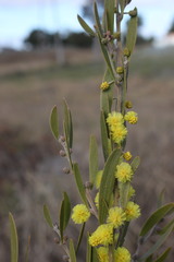 Acacia venulosa