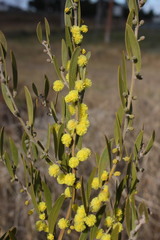 Acacia venulosa