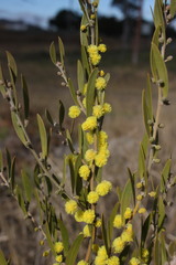 Acacia venulosa