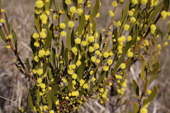 Acacia venulosa