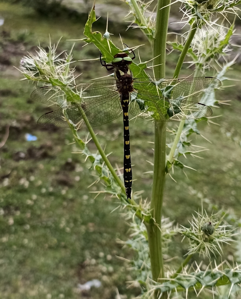Cordulegaster parvistigma
