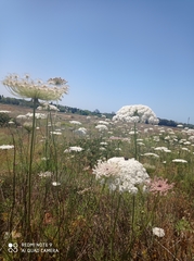 Daucus carota