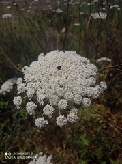 Daucus carota