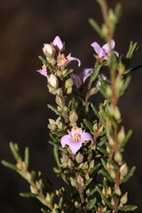 Boronia repanda