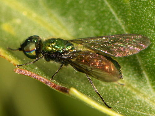 Sargus viridis