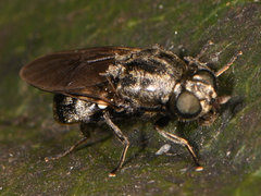 Adoxomyia