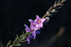 Boronia repanda