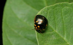 Paracopta duodecimpunctata